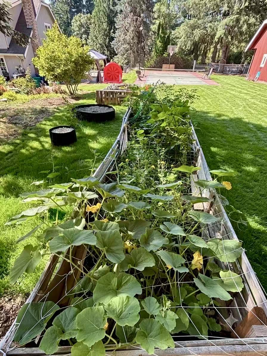 Green plants growing in Lily's garden beds