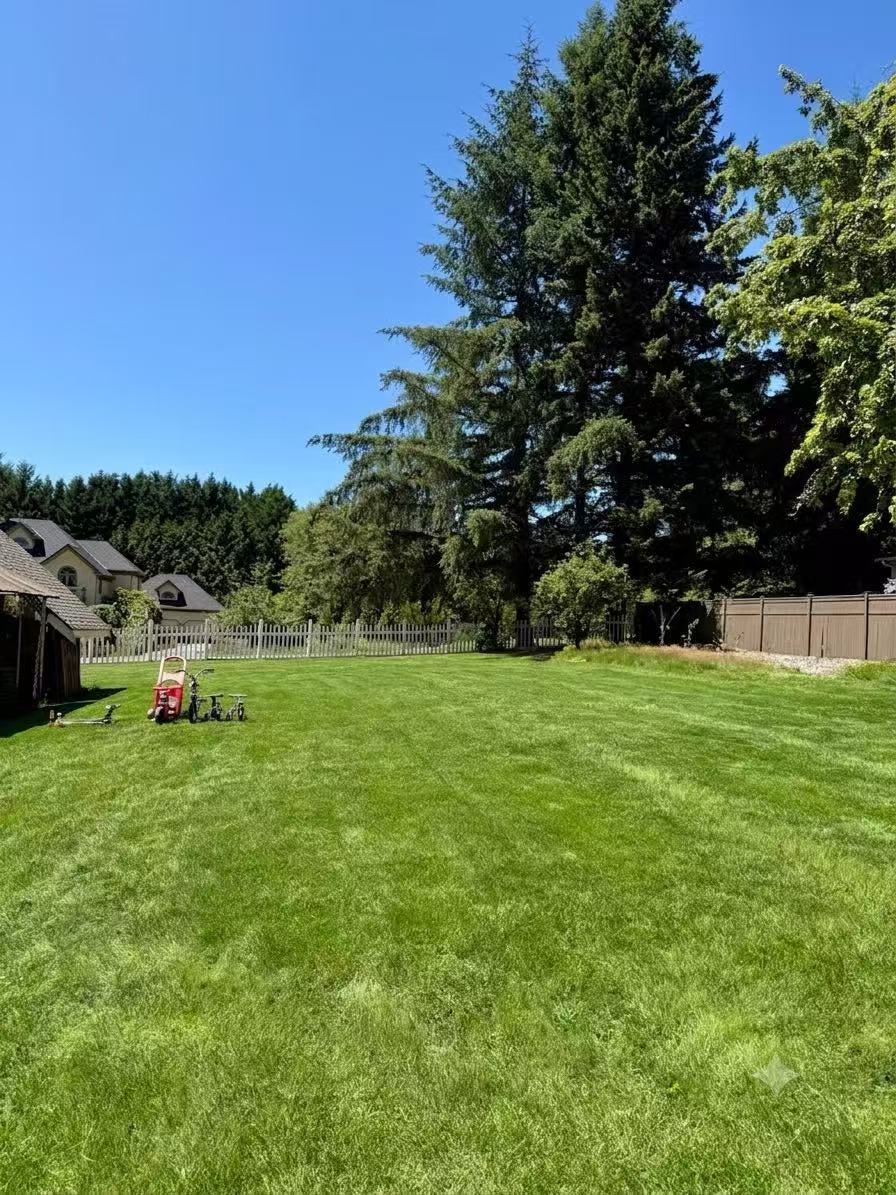 A wide open lawn